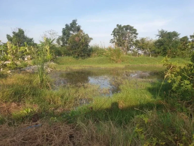 ขายที่ดินสวย ในราคาพิเศษ ถนนสุขุมวิทสายเก่า คลองด่าน บางบ่อ สมุทรปราการ เนื้อที่ 222 ตารางวา