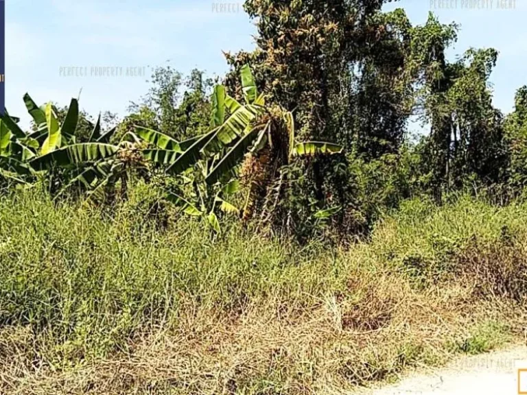 ที่ดิน ราคาถูกมาก ขนาด 1 ไร่ ถนนลำลูกกา ปทุมธานี ทำเลดี