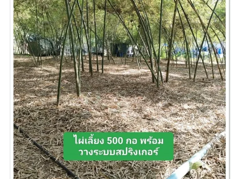 บ้านสวนในฝัน8ไร่เศษ ดินดี น้ำเยอะ พร้อมรายได้ บ้านฝาง เพียง 45แสนต่อไร่