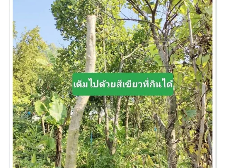 บ้านสวนในฝัน8ไร่เศษ ดินดี น้ำเยอะ พร้อมรายได้ บ้านฝาง เพียง 45แสนต่อไร่