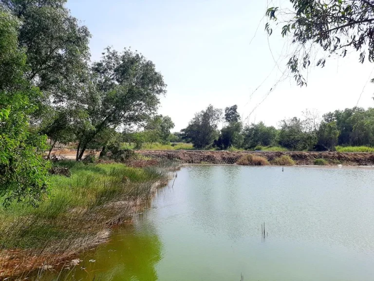 ที่สวยทำเลดี ถมแล้วพร้อมสร้าง ไฟฟ้าปะปาพร้อมราคาจับต้องได้ คลอง 3 ซอย116 คลองหลวง ปทุมธานี