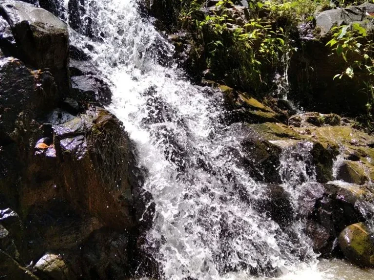 ขายที่ดิน สวนยาง สวนปาล์ม และบ้าน จังหวัดพังงา เจ้าของขายเอง