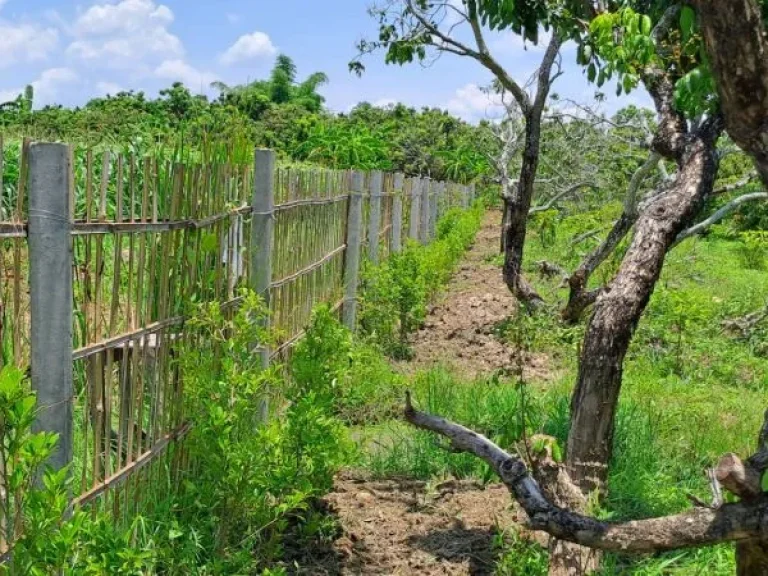 ขายที่ดินติดแม่น้ำลี้ ทำเลดีวิวสวย ใกล้ทางขึ้นดอยอินทนนท์