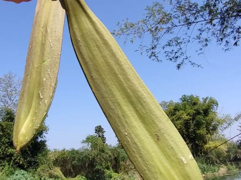 ขายที่ดินติดแม่น้ำลี้ ทำเลดีวิวสวย ใกล้ทางขึ้นดอยอินทนนท์