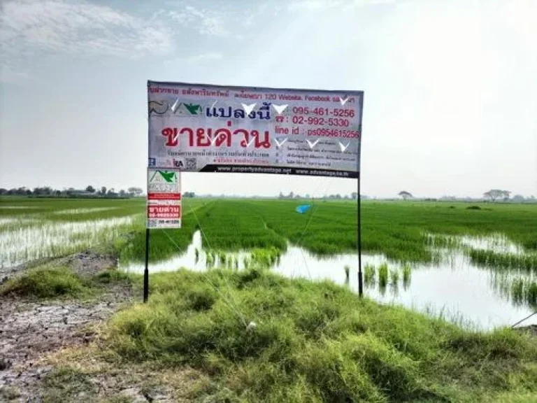 ขายที่ดิน 6-3-21 ไร่ ตไผ่ขวาง อเมืองสุพรรณบุรี จสุพรรณบุรี