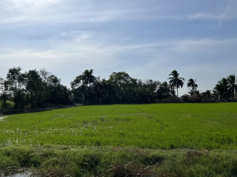 ขายที่ดินมีบึงใหญ่ร่มรื่น ติดถนนคอนกรีต ใกล้ตลาดนครชัยศรี