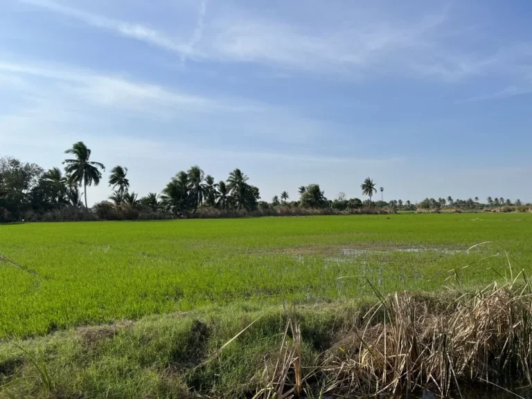 ขายที่ดินมีบึงใหญ่ร่มรื่น ติดถนนคอนกรีต ใกล้ตลาดนครชัยศรี