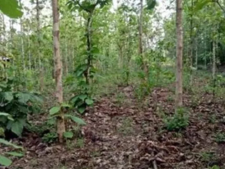 ที่ดินแปลงสวย บรรยากาศดี ในชุมชน น้ำไฟพร้อม อลับแล อุตรดิตถ์