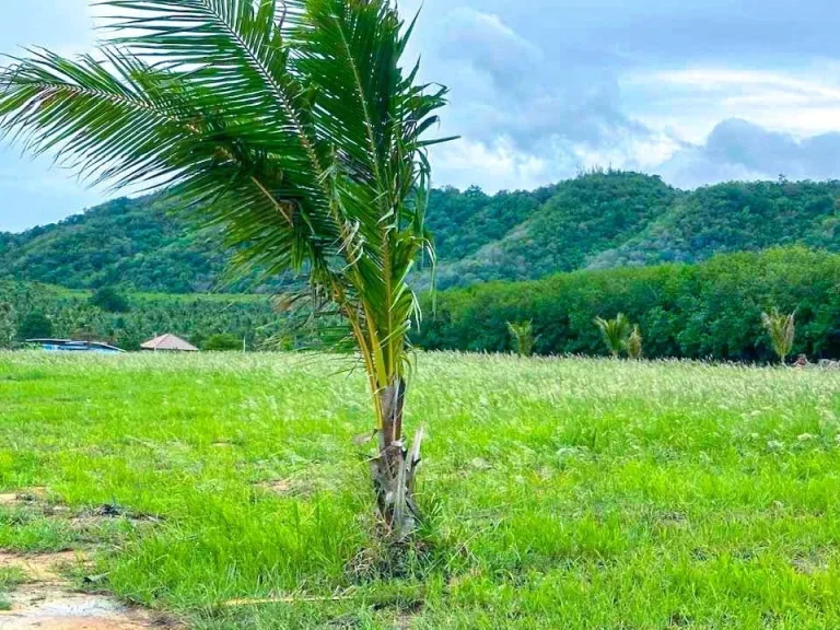 ที่ดินแปลงทิวเขา เฟส 1 หลังพิงเขา เงียบสงบ ใกล้ทะเล เนื้อที่