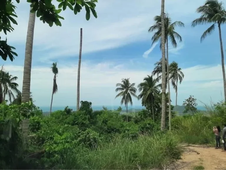 ขายที่ดินทำเลทอง ตหน้าเมือง อสมุย จสุราษฎร์ธานี วิวภูเขา