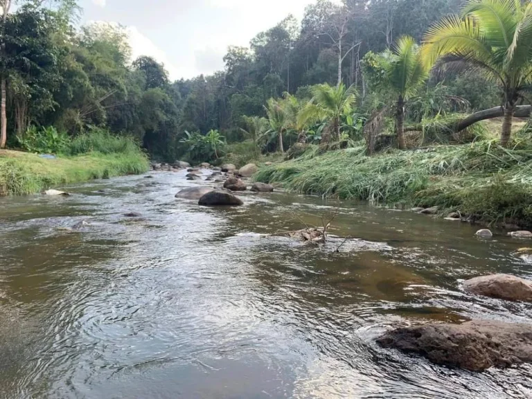 ขายที่ดินติดถนนติดลำธารน้ำบ้านป่าเมี่ยงดอยสะเก็ตราคาถูก