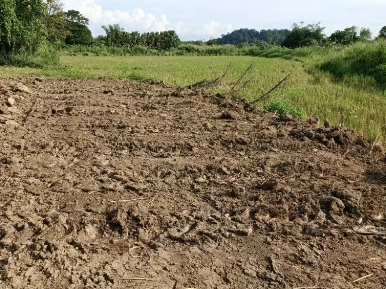 ขายที่ดินติดแม่น้ำขานวิวดอยบ้านน้ำบ่อหลวงสันป่าตองโฉนดพร้อมโ