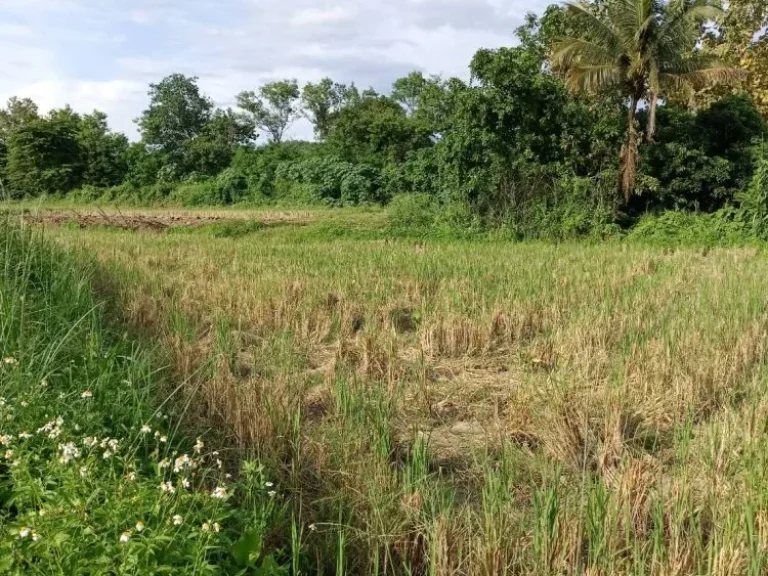 ขายที่ดินติดแม่น้ำขานวิวดอยบ้านน้ำบ่อหลวงสันป่าตองโฉนดพร้อมโ