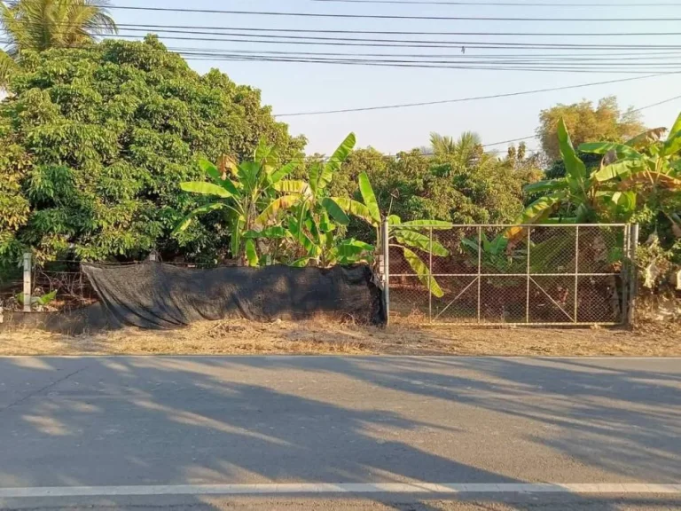 ขายที่สวนลำใบบ้านทุ่งต้อมสันป่าตองห่างถนนหลัก 100เมตร