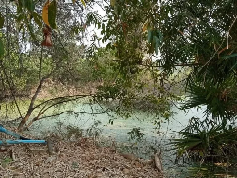 ขายที่สวนลำใบบ้านทุ่งต้อมสันป่าตองห่างถนนหลัก 100เมตร