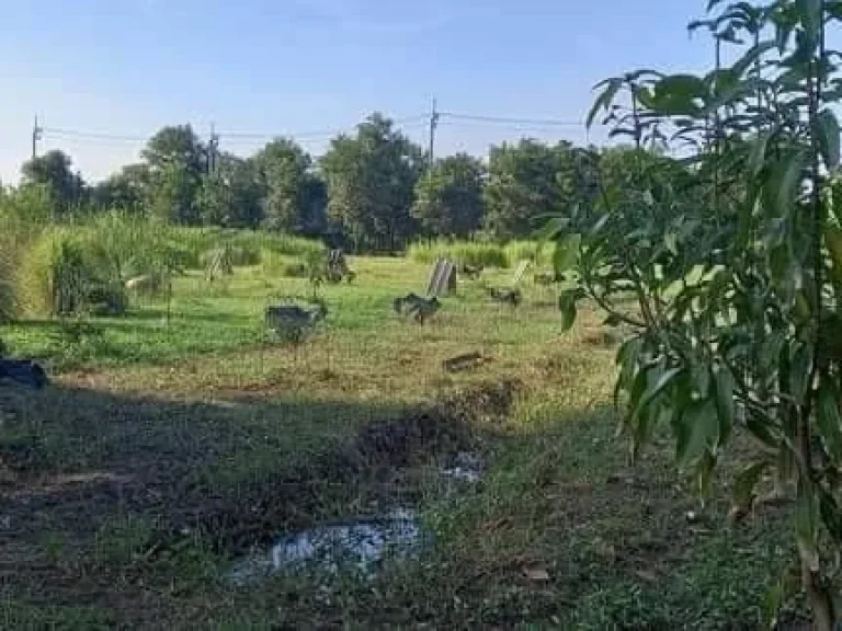 ขายที่ดินกระทุ่มรายพร้อมสวนผลไม้ 2 ไร่ ติดถคอนกรีต