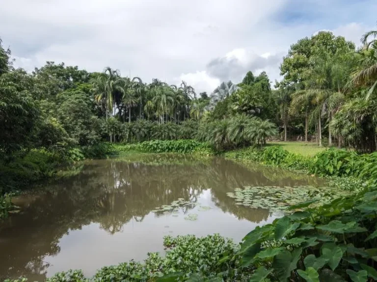 บ้านสวนพร้อมที่ดิน 11 ไร่ 3 งาน ใน เมืองเชียงราย ใกล้