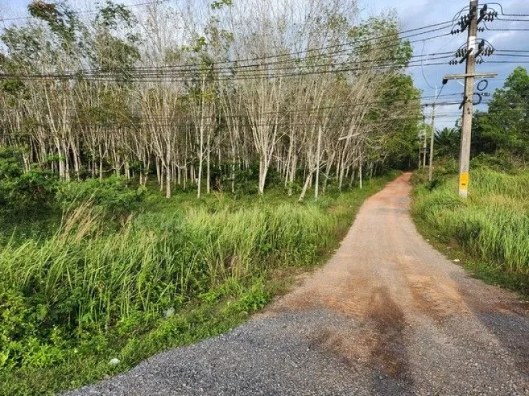 ขายด่วน ที่ดินโฉนด ริมถนนสายเอเซีย ตคลองไทร อท่าฉาง