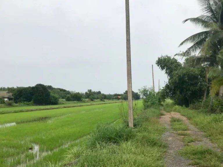 ขายที่ดินจัดสรรบึงบา 100 ตรว ใกล้ถนนเส้นรังสิต-นครนายก305