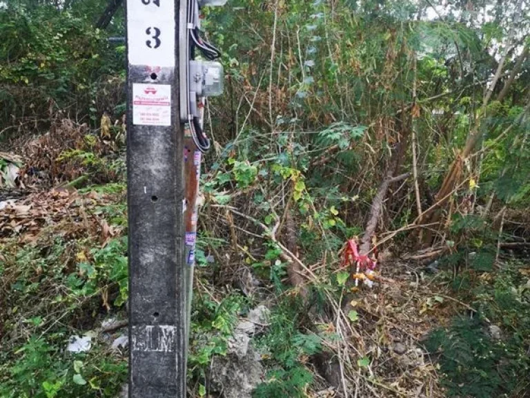 ขายที่ดินทำเลดี 100 ตรว ถนนประเสริฐมนูกิจ 43 เดินทางสะดวก