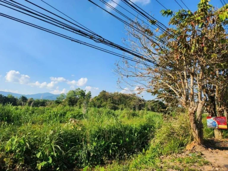 ขายที่ดินทำเลดีในเชียงราย ขายด่วน ติดถนนใหญ่