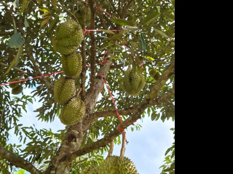 ขายที่ดิน3ไร่ แปลงสวย ใกล้เมืองสุราษฎร์ธานี ขุนทะเลซอย8