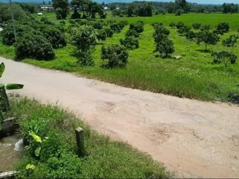 ขายที่สวนลำใยพร้อมน้ำไฟครบครันวิวดอยหลวงดอยนางพร้อมโอน