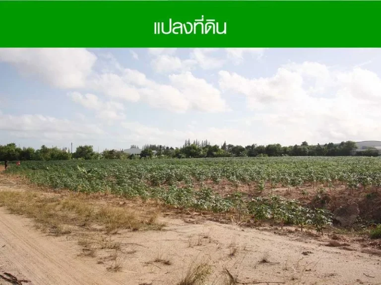 ขาย ที่ดินระยอง ใกล้ถนนเสริมสุวรรณและเนินพยอม