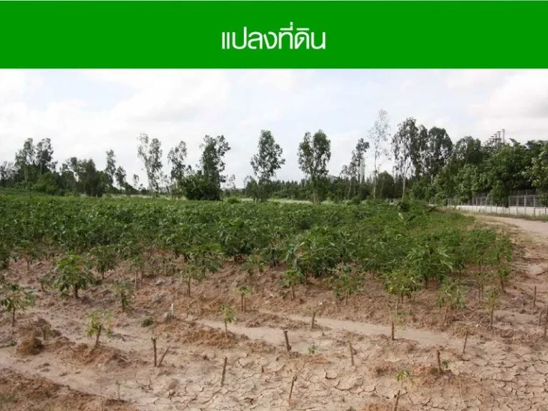 ขาย ที่ดินระยอง ใกล้ถนนเสริมสุวรรณและเนินพยอม