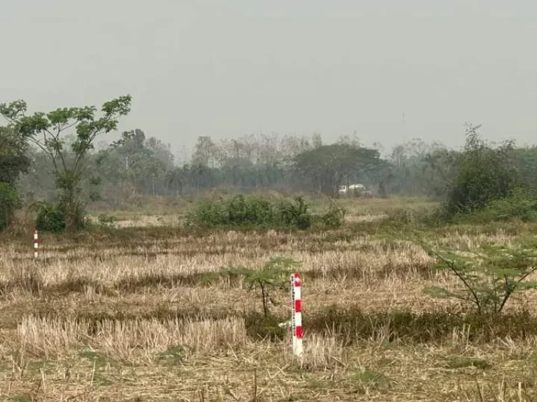 ขายที่ดินสันกลางสันกำแพงถมดินเรียบร้อยโฉนดสี่เหลี่ยมราคาถูก