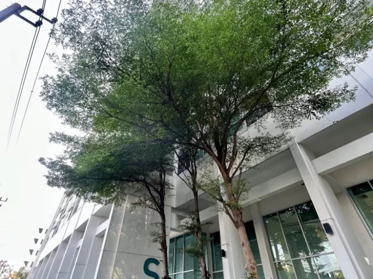 ขาย Aspire Sukhumvit 48 ใกล้BTSพระโขนง ทิศตะวันออก ทำเลดี