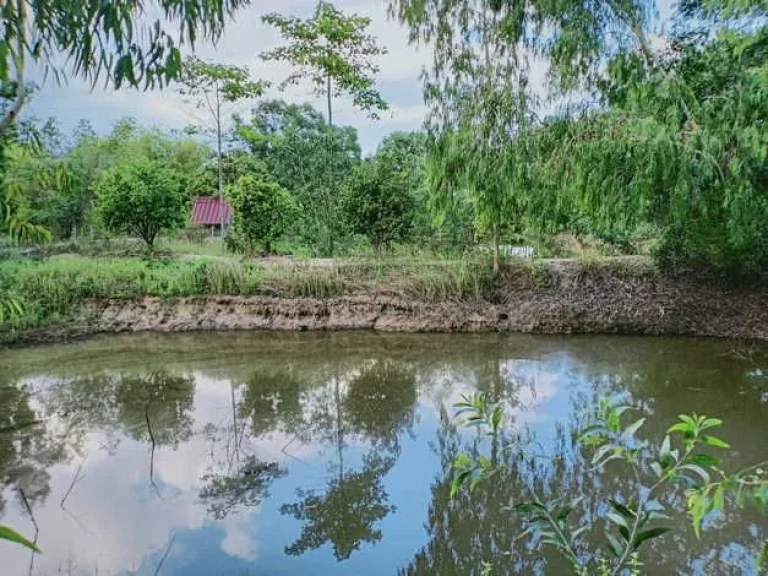 ขายที่ดินตัวเมืองชัยภูมิ เกือบ 19 ไร่ บรรยากาศดี ที่สวย