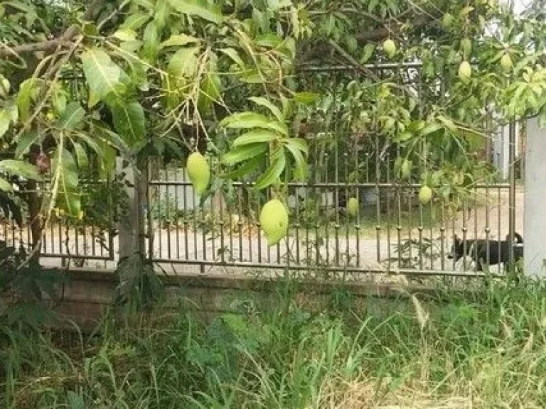 ขายที่ดินบ้านทางสาย วารินชำราบ ในอุบลราชธานี ติดถนนคอนกรีต