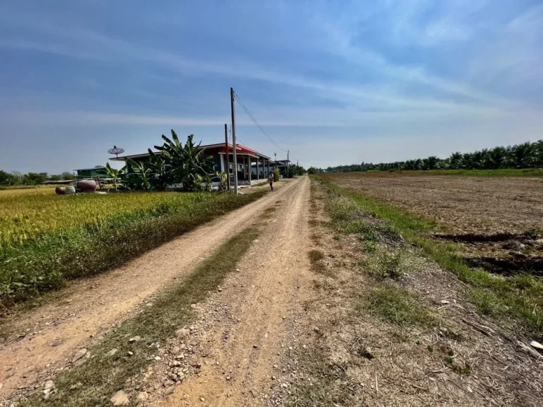 ขายที่ดินคลอง8 หนองเสือ ซอยภุชงค์ ปทุมธานี 8 ล็อก ล็อกละ 100