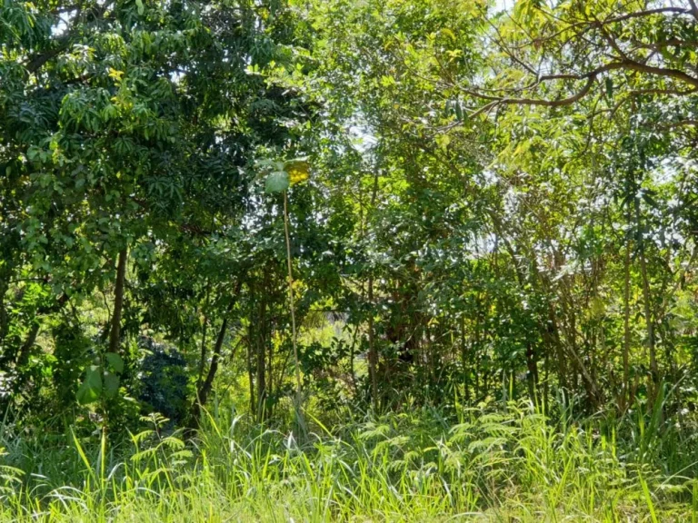 ขายที่ดินลดราคา ถนนสุขุมวิท 111 ตำบลพลูตาหลวง อำเภอสัตหีบ