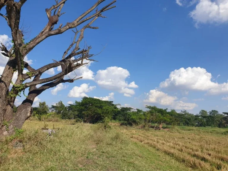 ขายที่ดินตำบลท่าวังทอง อำเภอเมืองพะเยา จังหวัดพะเยาเนื้อที่