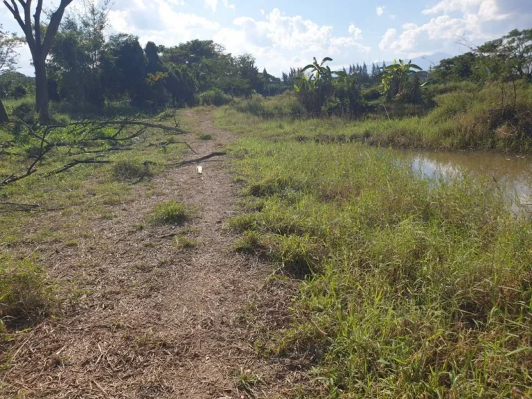 ขายที่ดินตำบลท่าวังทอง อำเภอเมืองพะเยา จังหวัดพะเยาเนื้อที่