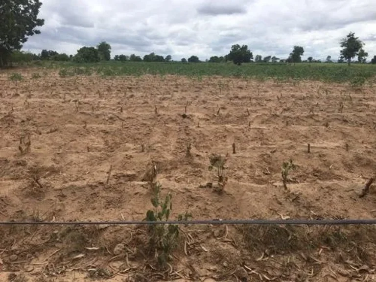 ขายที่ดินติดถนนสุพรรณบุรี อำเภอดอนเจดีย์ ตำบลทะเลบก พื้นที่