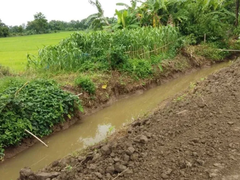 ที่ดินสวย วิวเขานางนอน ขาย ที่ดิน 1 ไร่ บ้านด้าย เชียงแสน