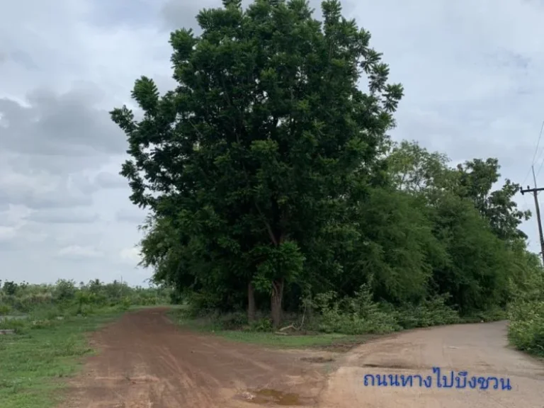 ขายที่ดินถมแล้ว 995 ตรวทางไปบึงชวน บ้านนาพู่ อเพ็ญ