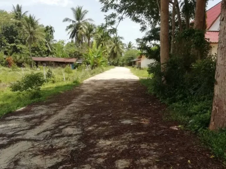 ขายที่ดิน คลองหอยโข่ง ติดถนนใหญ่เข้าเมืองหาดใหญ่ และ