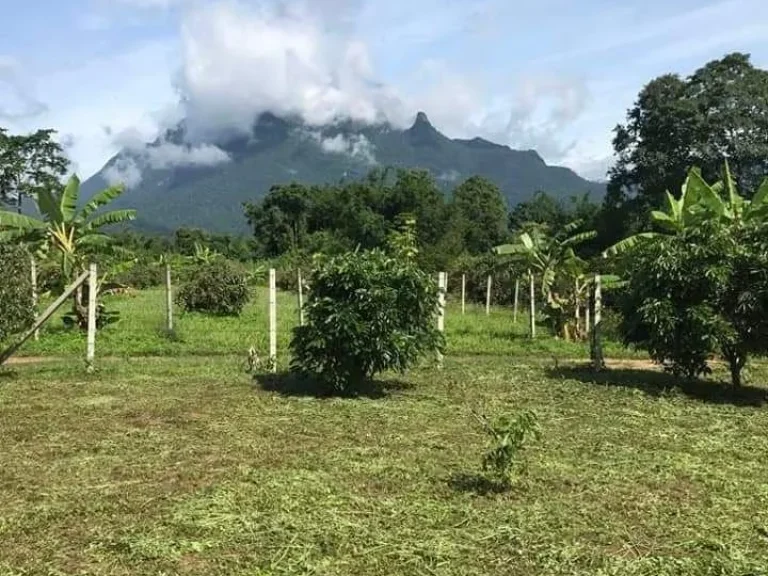 ขายที่ดินวิวดอยหลวงเชียงดาวห่างถนนบายพาสเพียง 500เมตร