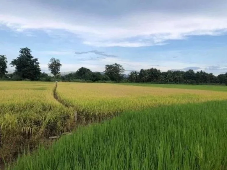 ที่ดินเปล่า เป็นที่นา วิวภูเขาแนวธรรมชาติ ขี้เหล็ก แม่ริม