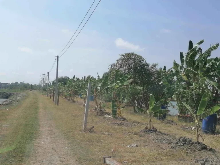 ขายที่ดินติดคลองบางกระอี่ บรรยากาศดี ธรรมชาติ