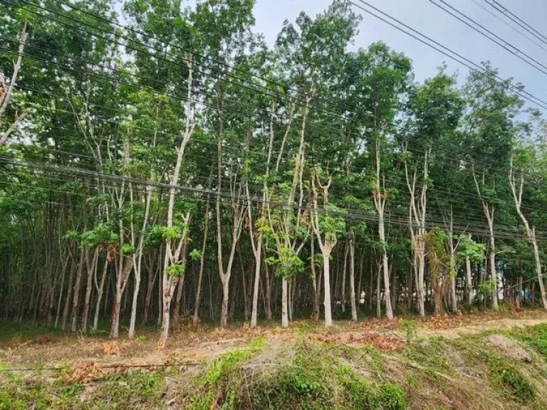 ขายด่วนที่ดินแปลงสวยมากๆ ตวังจันทร์ อวังจันทร์ จระยอง