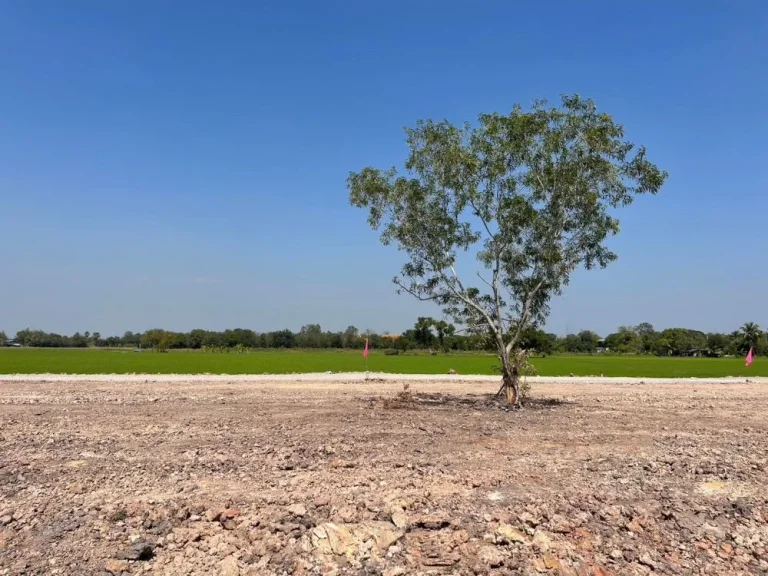 ขายที่ดินหนองคันจาม เริ่ม 187 ตรวทำเลดี ติดถนนลาดยาง บ้านนา