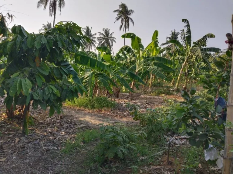 ขายที่ดินเพื่อการเกษตร ทำรีสอร์ท บ้านพัก ตถ้ำรงค์ อบ้านลาด