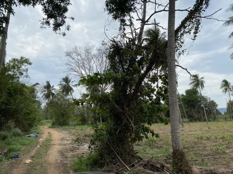 ขายที่ดินเปล่า ติดถนนคู่ขนานมอเตอร์เวย์ ทล7