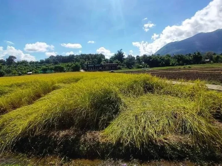 ขายที่ดินติดลำห้วยเชียงดาววิวสวยน้ำไฟถนนคอนกรีตพร้อมโอน