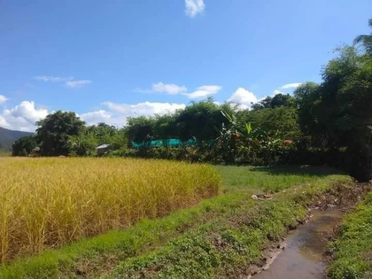 ขายที่ดินติดลำห้วยเชียงดาววิวสวยน้ำไฟถนนคอนกรีตพร้อมโอน